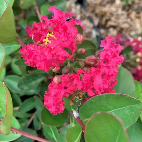 Lagerstroemia Indiya Charms® camaïeu d’été® fuchsia. Le pot de 7 litres