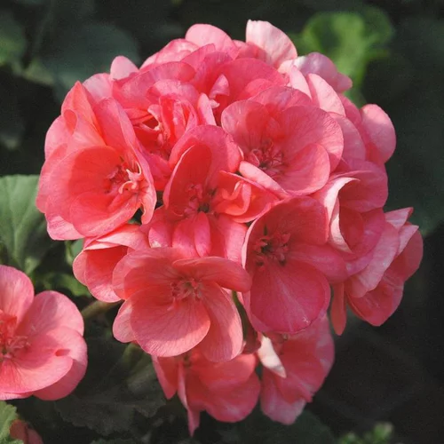Géranium Zonal à fleurs multicolores - Le pot Ø 13 cm