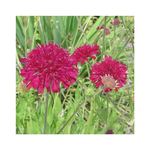 Knautia - Le pot de 2 litres