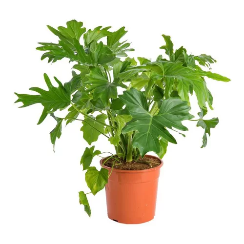 Aralia (FATSIA JAPONICA) Le pot de 10 litres