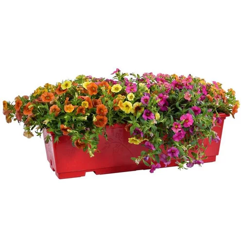 Calibrachoa ou mini Pétunia à fleurs multicolores - La jardinière de 40 cm