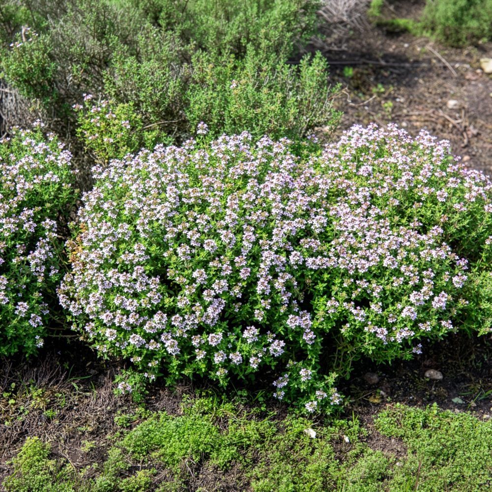 Thym d'hiver Bio Thymus vulgaris