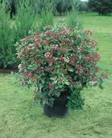 Pot de laurier-tin ou viburnum tinus 2 L