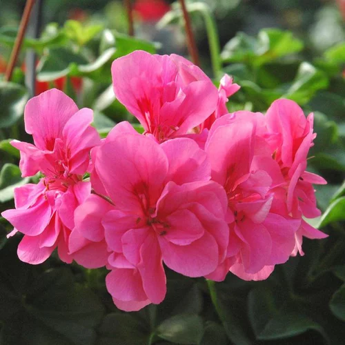 Géranium Lierre double à fleurs multicolores - Le pot Ø 13 cm