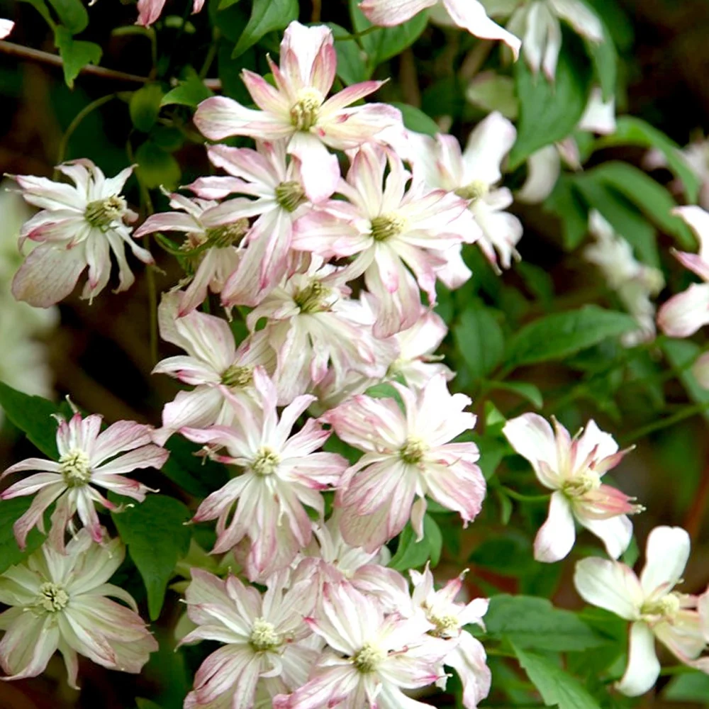 Clématite des montagnes Marjorie Clematis 'marjorie'