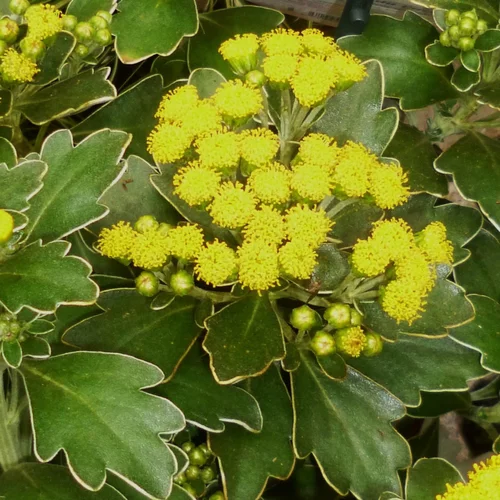 Ajania Pacifica. Le pot diam 12 cm
