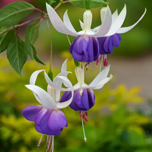 Fuchsia ‘Delta’s Sara’ - Le pot de 2 litres