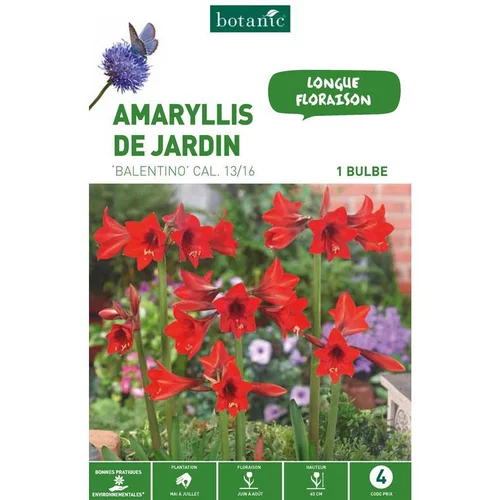 Amaryllis Balentino rouge botanic® - 1 bulbe
