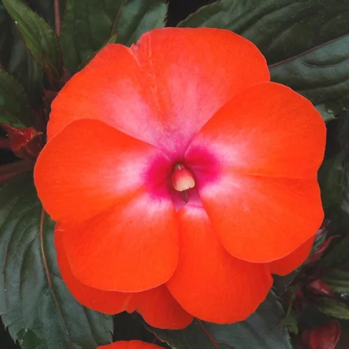 Impatiens ou Impatience de Nouvelle-Guinée à fleurs multicolores - Le pot Ø 10,5 cm
