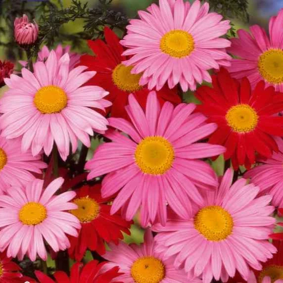 Chrysanthème vivace et Pyrèthre Robinson's Giants en mélange Chrysanthemum coccineum
