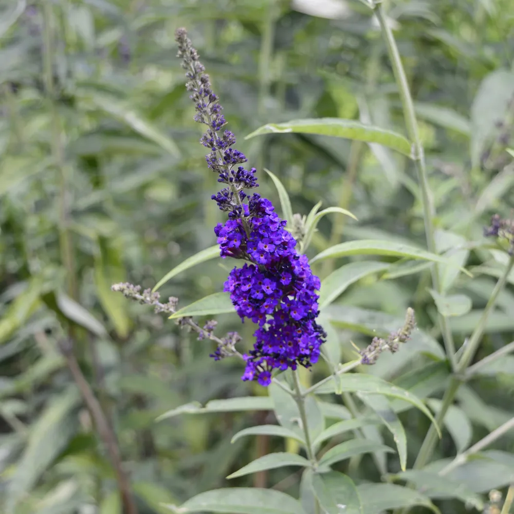 Arbre à papillons Black Knight Buddleja davidii Black Knight