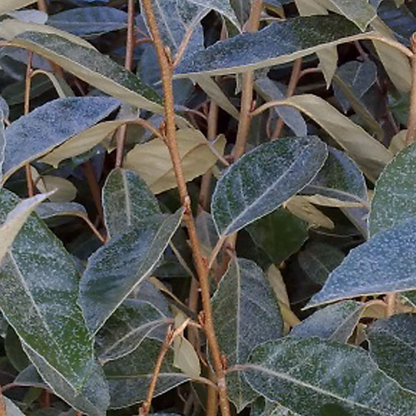 Chalef de Ebbing – Elaeagnus ebbingei, 40-60 cm pot