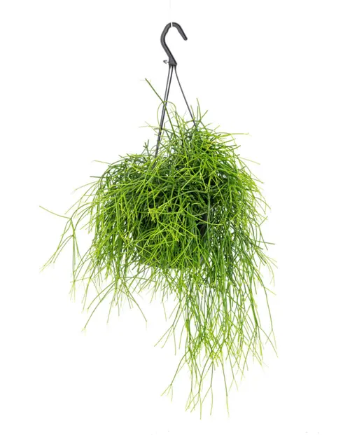 Rhipsalis Cassutha vert. La suspension Ø 14 cm