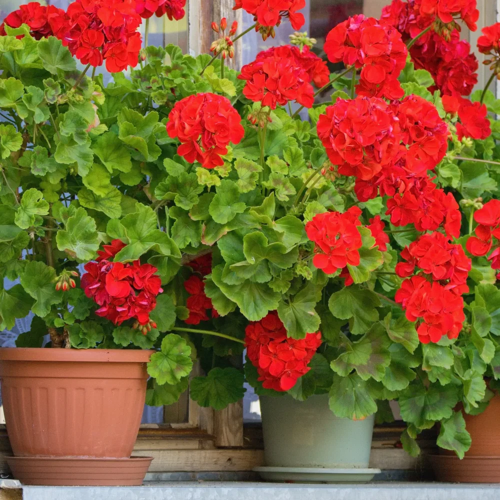 Géranium zonale rouge Pelargonium zonale