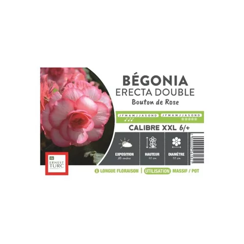 Bégonia Erecta Double Bouton de Rose XXL rose clairà bord foncé Ernest Turc - bulbes vrac