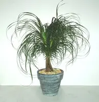 Beaucarnea avec cache pot en céramique. Le pot de Ø 9 x H 25 cm