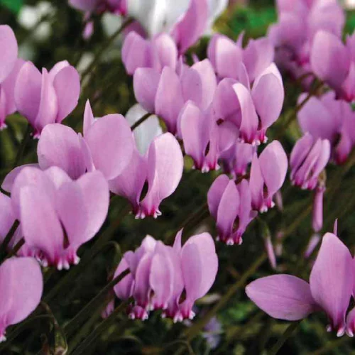 Cyclamen Vivace - Le pot de 9 x 9 cm