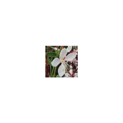 Gaura Lindheimeri - Le pot de 4 litres