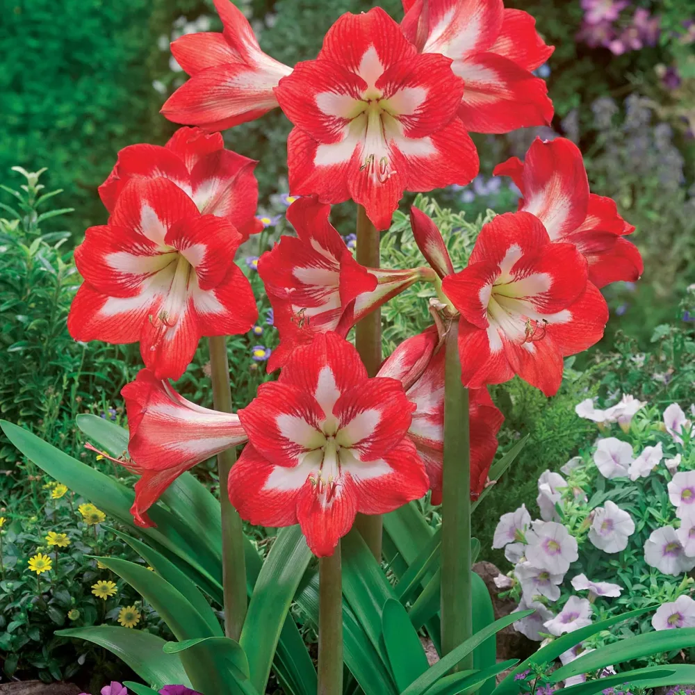 3 Amaryllis sonatini en mélange Amaryllis sonatini(eye catcher, douceur sucré, whi