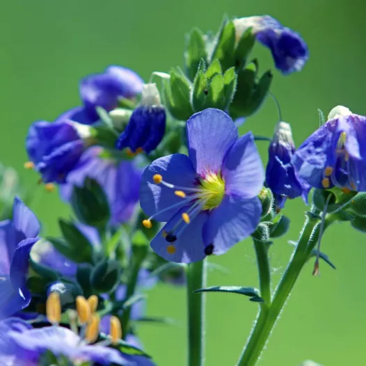 Bio zaden van Jacobsladder blauw