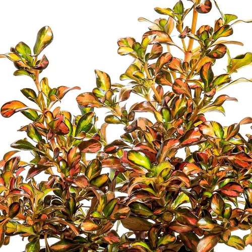 Coprosma - Le pot de 2 litre
