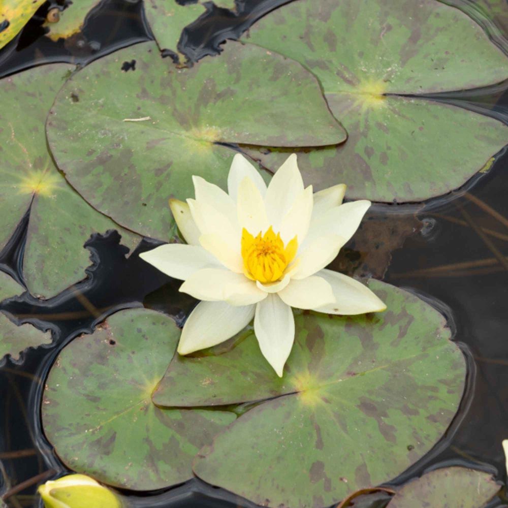 Nénuphar nain Helvola Nymphaea pygmaea helvola