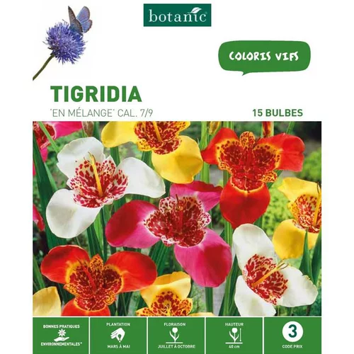 Trigidia Mélange botanic® - 15 bulbes