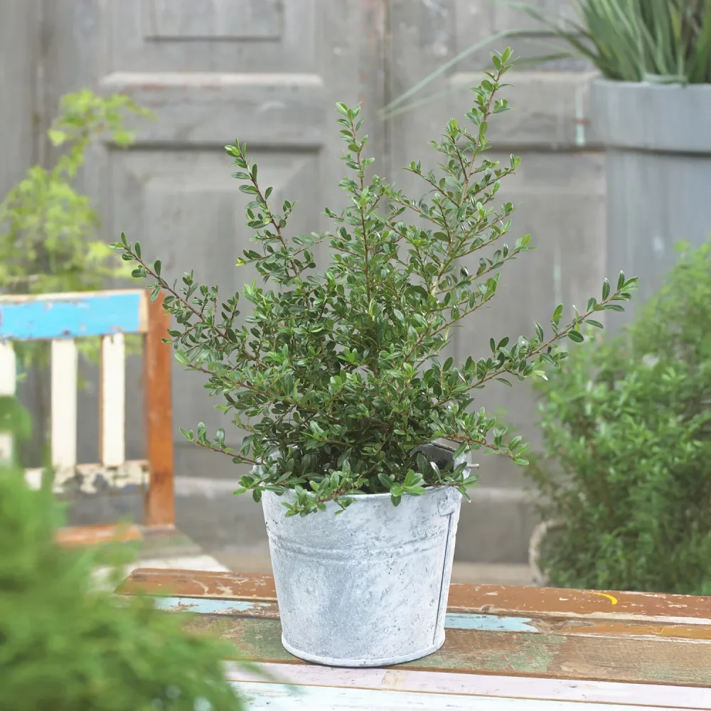 Houx crénelé nain Stokes Ilex crenata Stokes