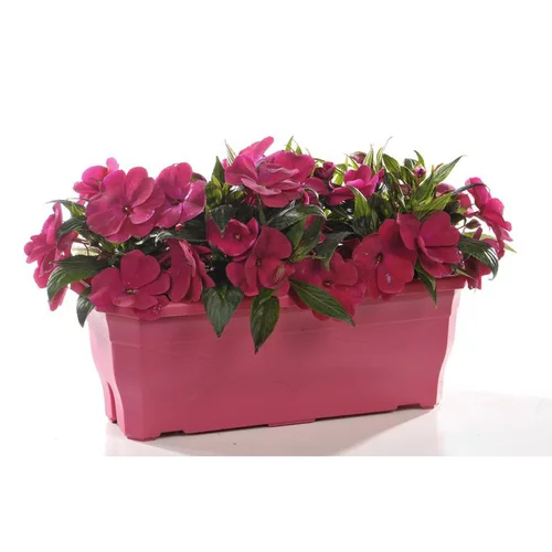 Impatiens de Nouvelle Guinée - La jardinière de 40 cm