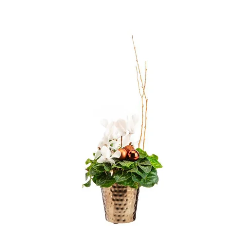 Mini cyclamen en pot bronze