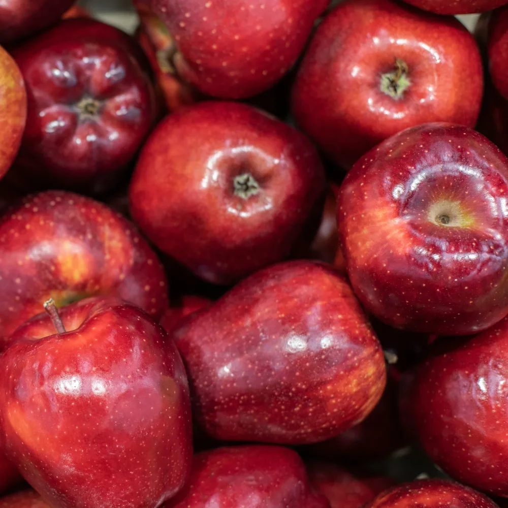 Pommier Red Chief Malus domestica 'red chief'
