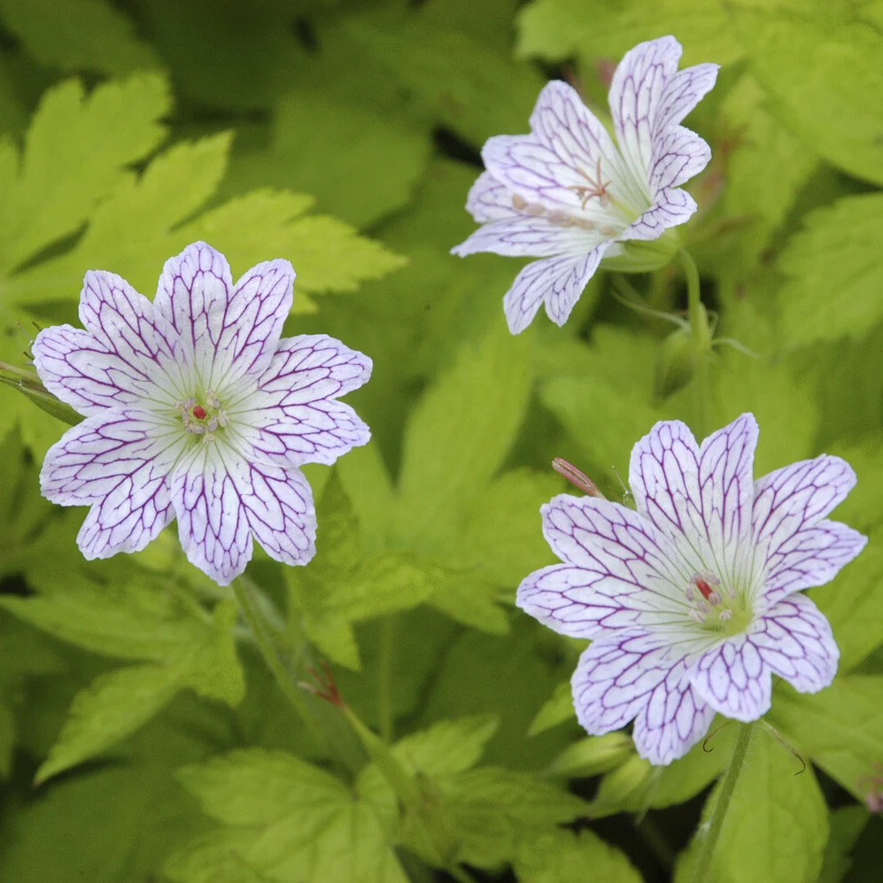 Géranium vivace versicolor Geranium versicolor