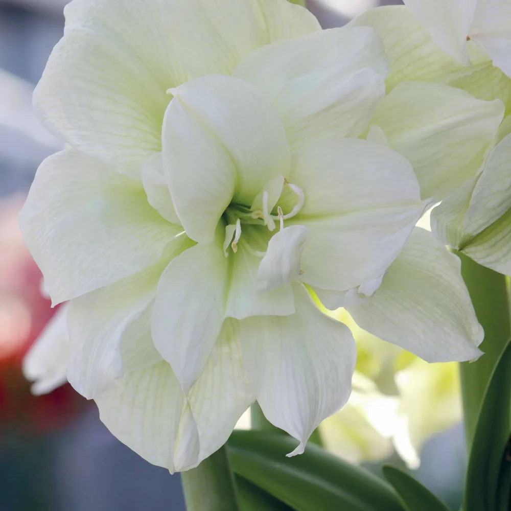 Amaryllis White Nymph Amaryllis white nymph