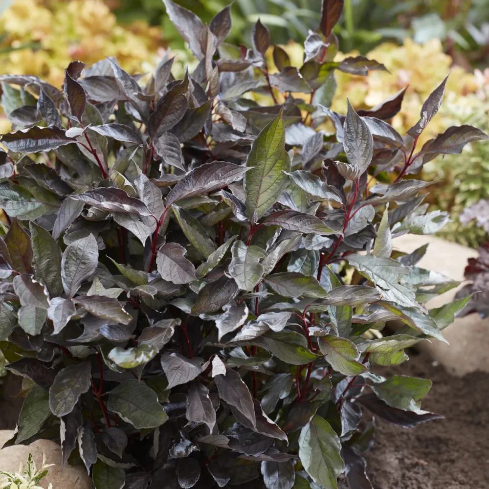 Cornouiller blanc Nightfall® Cornus alba Nightfall®