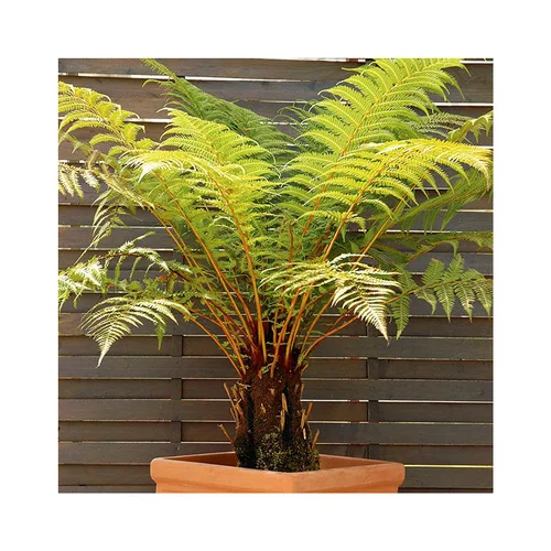 Fougère arborescente (DICKSONIA ANTARTICA) Le pot de 5 litres