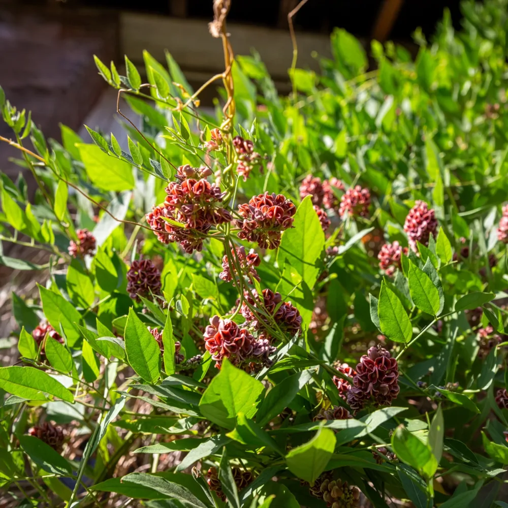 Glycine tubéreuse Apios americana