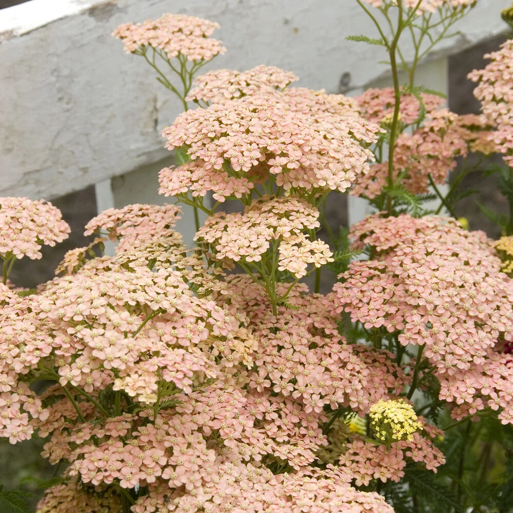 Achillée millefeuille Lachsschönheit Achillea millefolium Lachsschönheit
