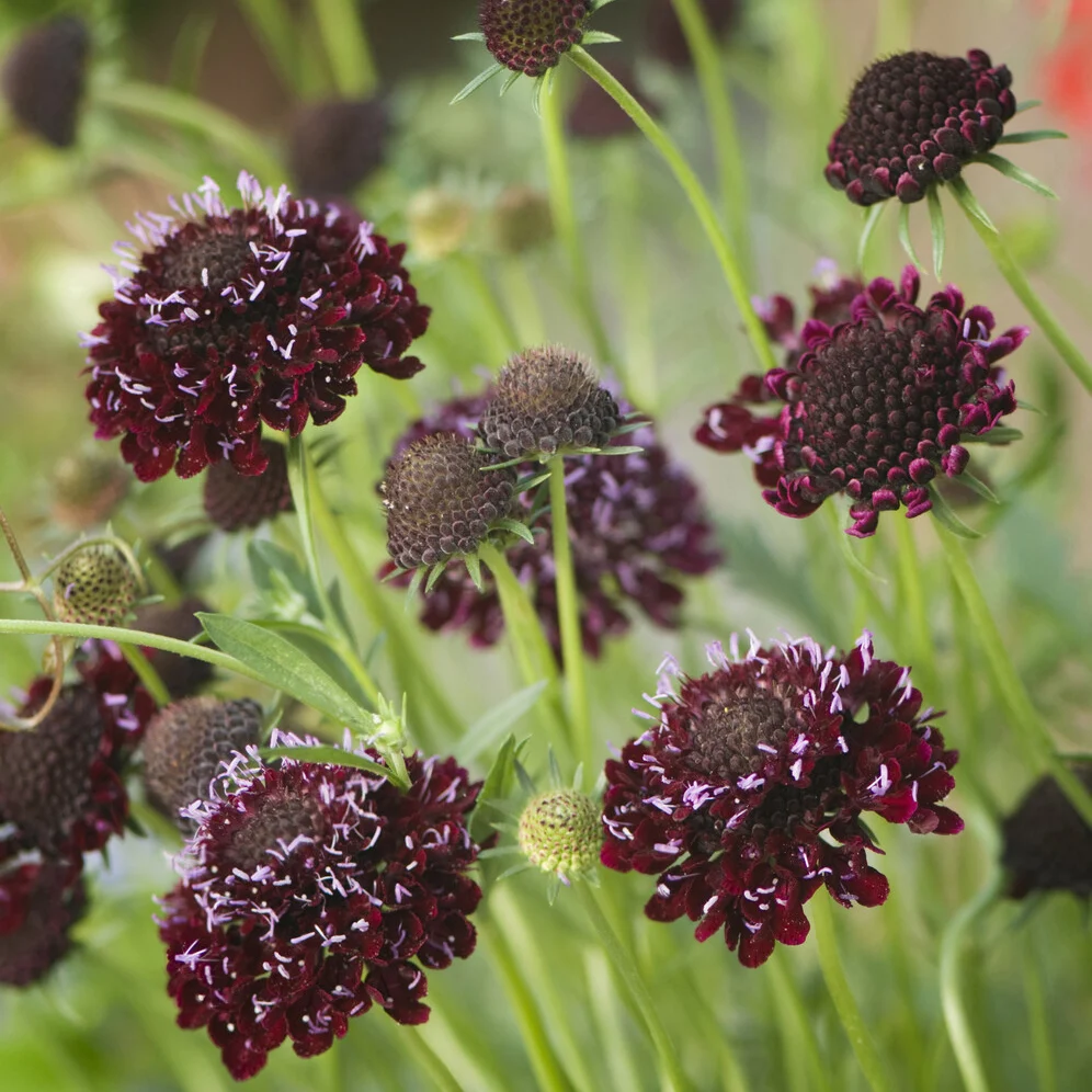 Scabieuse pourpre Chile Black Scabiosa atropurpurea Chile Black