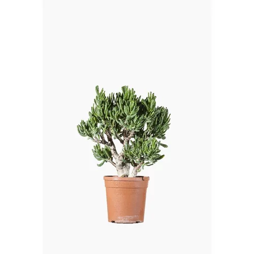 Crassula Compacta (Arbre de Jade) en pot de 7 L vert