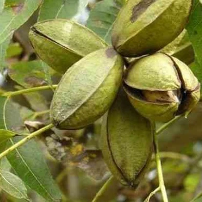 Pacanier - Noix de pécan Carya illinoinensis