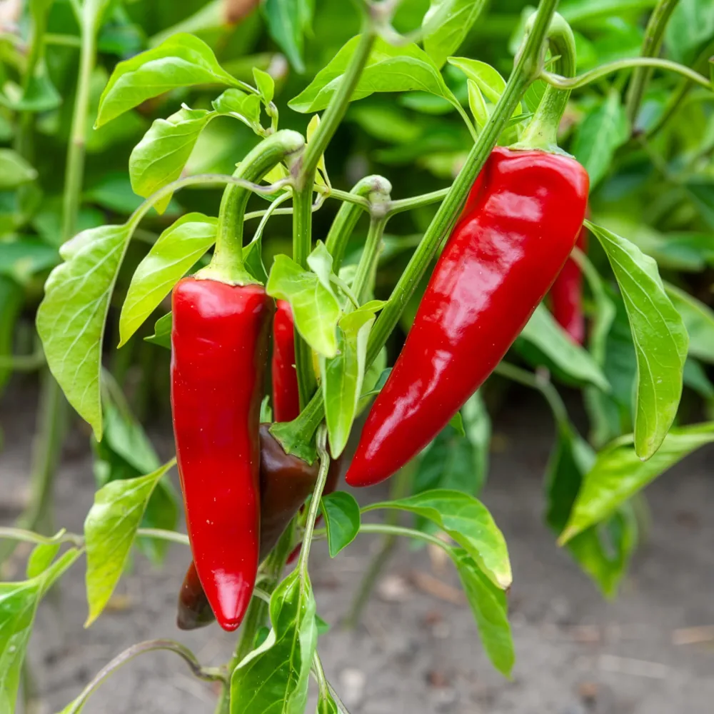 Piment d'Espelette - Gorria Capsicum annuum gorria