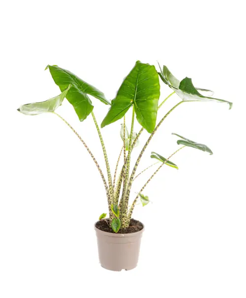 Alocasia Zebrina (Oreilles d’éléphant) vert. Le pot Ø 19 cm
