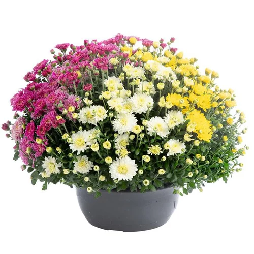 Marguerite d’automne ou chrysanthème Arlequin - La coupe de Ø 28 cm