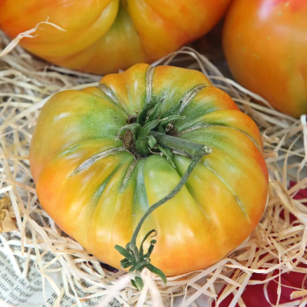 Tomate Ananas Solanum lycopersicum ananas