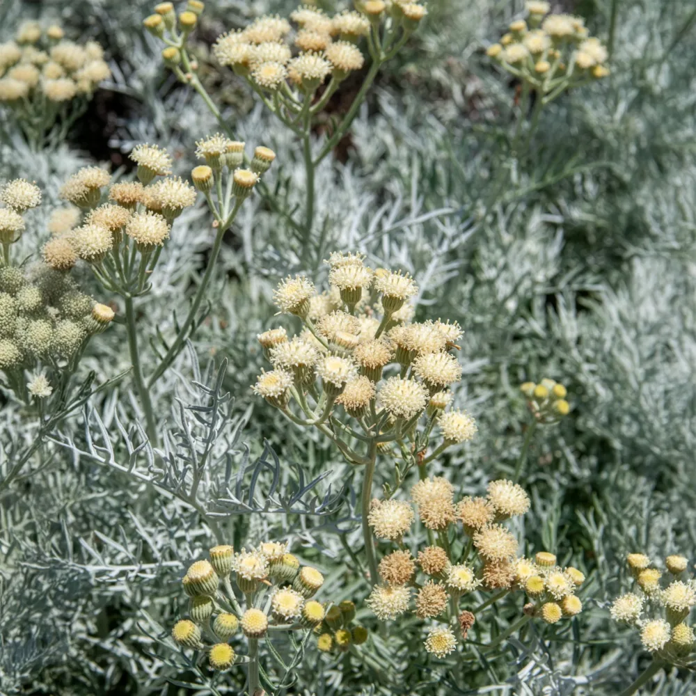 Seneçon argenté Senecio viravira