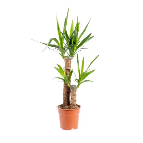 Yucca 2 pieds pot Ø17xH85 cm