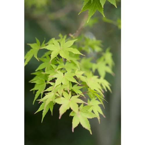 Erable du Japon (ACER PALMATUM SANGO KAKU ) Le pot de 3 litres