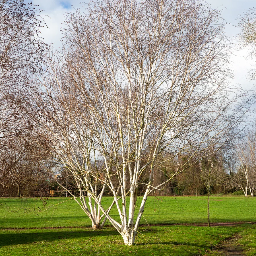 Bouleau de l'Himalaya Doorenbos Betula utilis jaquemontii Doorenbos