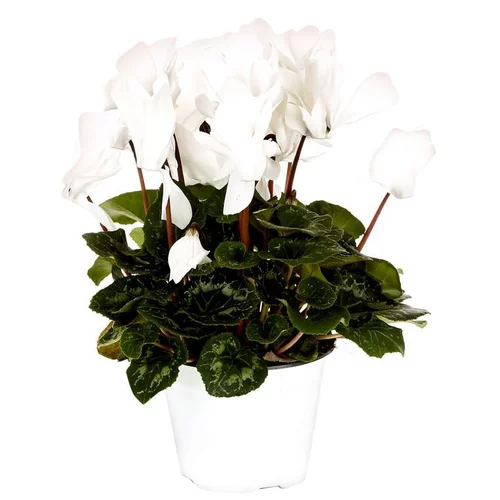 Cyclamen à grandes fleurs - Le pot de diamètre 14 cm.