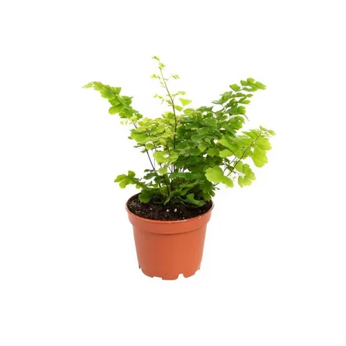 Adiantum ou Capillaire pot Ø6 cm